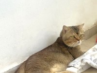 Ücretsiz Sahiplendirme Safkan British Shorthair