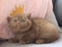 Dubai çikolatası tadında Chocolate British Shorthair 