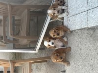 Cavalier ve Amerikan Cocker kırması muhteşem yavrular