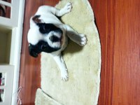 Maskeli french Bulldog yavruları