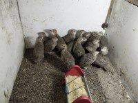 Kuluçkalık Kınalı Keklik Yumurtası