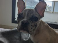 Fransız Bulldog köpeği yavrusu ev arıyor