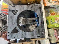 British Shorthair Yavruları