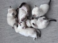 Safkan Beyaz British Shorthair Yavrular