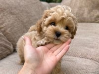 Maltipoo yavrular Kore eğitimli