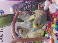 30 günlük bebek muhabbet kuşları