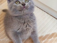 GRİ RENK ERKEK ŞEKERİLİNKOO KEDİMİZ