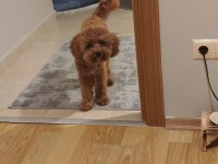 Toy Poodle Maltipoo Kızıma Yuva