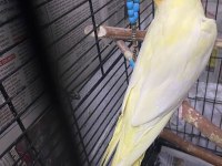 2 TEK SULTAN PAPAĞANI LUTİNO VE ALACA PİED SAĞLIKLI