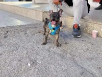 4 Aylık French Bulldog Merle Micro