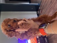 2 aylık toy poodle red erkek yavrular