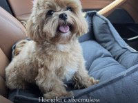 A kalite maltipoo yavrular