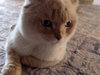 Erkek scottish fold mavişimizi sahiplendiriyoruz