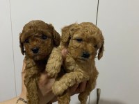 Rezerveye açık toy poodle yavru