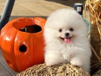 Ailenizin üyesi mini boy pomeranian yavrumuz WANDA