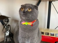Ücretsiz Scottish Fold Kedisi