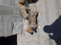 Has kangal isteyenler ana baba belli