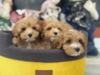 Ankaranın en seçkin kore maltipoo yavruları