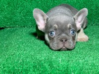 MUHTEŞEM GÖZ RENGİ LİLAK TAN FRENCH BULLDOG