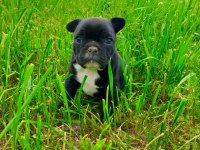 Anatomi Harikası French Bulldog