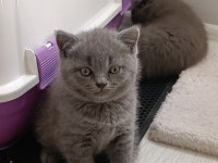 British shorthair 2 dişi ve 1 erkek yavru
