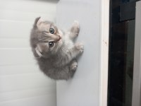 8 yavru kedi