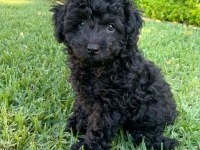 Simsiyah Poodle Bebekler