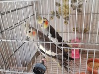 Sultan papağanı takımı