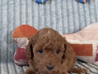 Eşsiz Güzellikte Toy Poodle Yavrumuz