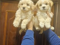 O numara maltipoo yavrularımız