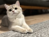 Ay12 dişi şampiyon (anne baba) safkan british shorthair