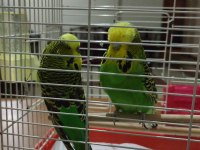 Hazır çift show jumbo
