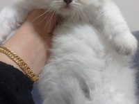 British Dişi British Longhair
