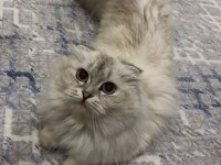 Scottish fold dişi 12 aylık