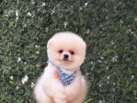Sağlık Ve Irk Garantili Pomeranian