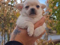 Teslime hazır şivava bebeğimiz