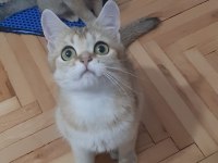 Golden British Shorthair