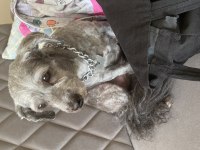 Köpeğimize yeni yuva arıyoruz