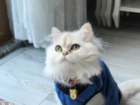 Dişi kedimiz british longhair