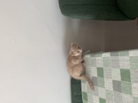 Uysal scottish fold kızımız