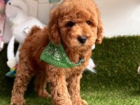 Sevimli Toy Poodle Yavrularımız