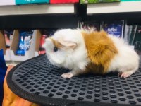 Guinea Pig Ler