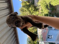 BLUE & LİLAC DEV CANE CORSO YAVRULAR