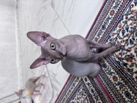 Safkan Kanada Sfenksi 2 Yaşında Dişi