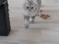 Şecereli british longhair