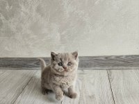 Lilac Renk Koca Yanaklı British Shorthair Yavrular