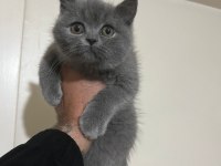 British Shorthair Erkek Yavru