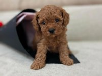 toy poodle 0 numara kore kan
