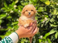 Yavru erkek maltipoo köpeğimiz