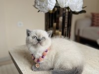 Safkan Bluepoint British Shorthair Yavrular